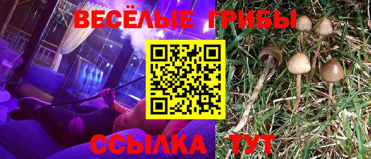Псилоцибиновые грибы GOLDEN TEACHER  купить закладку  Вход с VPN  Северск  Галлюциногенные грибы Magic Shrooms 